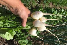 Radish: what does this spring vegetable mean if it appears in our dreams Dream interpretation of buying radishes
