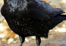 Why take pictures of crows?  The magic of numbers