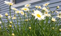 Secrets of growing chamomile at home When to sow chamomile seeds in the ground