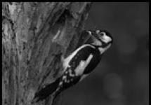 Tanda-tanda rakyat burung.  Mengapa anda bermimpi tentang Woodpecker?  Burung belatuk mengetuk rumah petanda