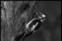 Tanda-tanda rakyat burung.  Mengapa anda bermimpi tentang Woodpecker?  Burung belatuk mengetuk rumah petanda