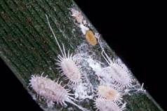 Malattie e parassiti dei fiori da interno: cause e misure di controllo Mirto della sua malattia schiuma bianca sullo stelo