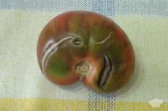 Tomato dihiris untuk musim sejuk: resipi