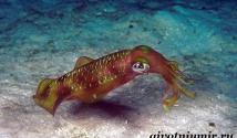 Is the squid hermaphrodite or not?