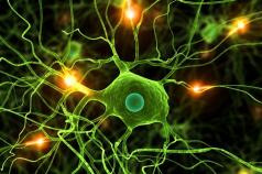 न्यूरॉन्सचे विद्युत गुणधर्म