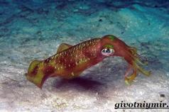 Is the squid hermaphrodite or not?