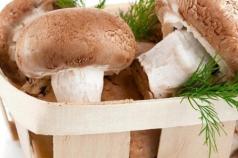 Tecnologia e attrezzature per la coltivazione dei funghi: funghi cardoncelli e champignon