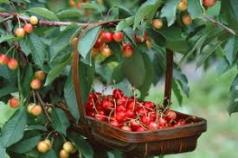 Dream Interpretation: why do you dream about Cherry? What does it mean to see Cherry in a dream?