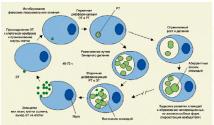 What are the ways of infection with chlamydia?