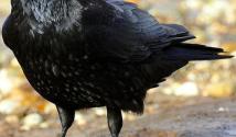 Perché fotografare i corvi?  La magia dei numeri