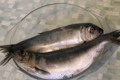 Cara memasak herring beku segar: resipi langkah demi langkah dan cadangan