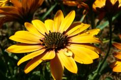 Osteospermum: planting and care, growing from seeds