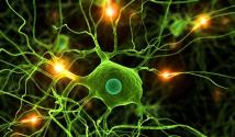 न्यूरॉन्सचे विद्युत गुणधर्म