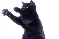 Why do you dream of a black cat?