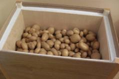 أين وكيف يتم تخزين البطاطس في شقة حتى لا تتدهور الدرنات وتحتفظ بقيمتها الغذائية