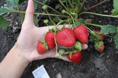 Fertilizing strawberries in spring for a large harvest