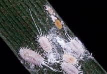 Choroby a škůdci pokojových květin: příčiny a kontrolní opatření Myrta jeho nemoci bílá pěna na stonku