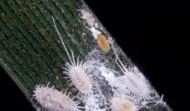 Malattie e parassiti dei fiori interni: cause e misure di controllo Mirto per le sue malattie schiuma bianca sul gambo