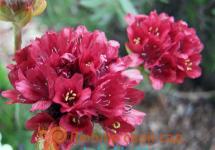 Armeria - planting in open ground and care