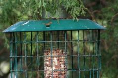Simple and original ideas for those who don’t know how to make a bird feeder with their own hands from scrap materials