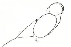 Disegnare uccelli con una matita nel gruppo preparatorio senior dell'asilo in più fasi con una foto Come disegnare una pizza