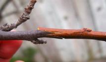 Timing for grafting trees of various species in your garden Favorable days for grafting fruit trees
