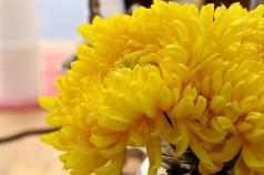 I crisantemi più belli del mondo (Varietà, Foto, Sfondi)