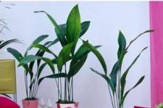 نباتات داخلية تتحمل الظل - تخلق الراحة في الغرف المظلمة نباتات داخلية تحب الهواء الجاف