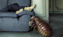 The meaning of bedbugs in a dream according to the interpretation of various dream books