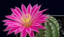 Proč sníte o kaktusu v květináči? Kniha snů Proč sníte o koupi kaktusu?