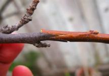 Grafting dates for trees of various species in your garden Auspicious days for grafting fruit trees