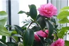 Eustoma (Lisianthus) - semina e cura a casa Rosa giapponese a casa