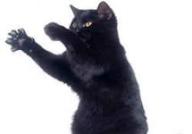 Why do you dream of a black cat?