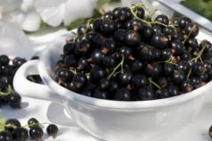 Blackcurrant - composition, benefits and folk recipes Frozen blackcurrant juice