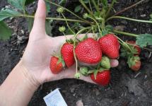 Membaja strawberi pada musim bunga untuk tuaian yang besar