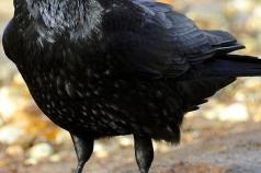 Why take pictures of crows?  The magic of numbers
