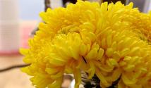 The most beautiful chrysanthemums in the world (Varieties, Photos, Wallpapers)