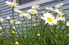 Secrets of growing chamomile at home When to sow chamomile seeds in the ground