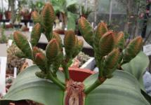 Incredibile pianta Welwitschia africana Welwitschia