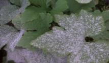 Come trattare i cetrioli in una serra I cetrioli danno frutti, cosa spruzzare contro le malattie