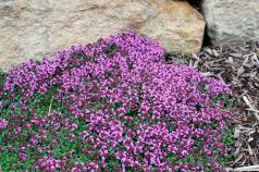 Creeping thyme (thyme) - Bogorodskaya grass: planting and care Thyme varieties and types